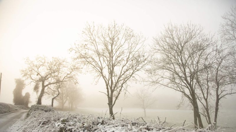 Scena invernale con alberi